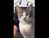 Cat smells foot disgusted