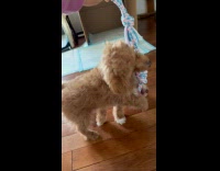 Two puppies fight hard over rope toy