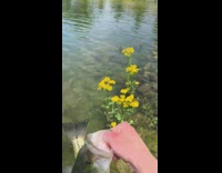 Guy catches fish with his hand 