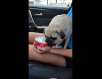 Pug try to open cup plastic lid