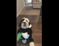 Black dog walks over in panda costume and plops down