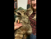 Guy give small donut to pet raccoon