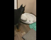 Dog wants its bed back from kitten