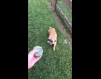 Dog ignores ball toy thrown by owner