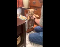 Dog first time eating in high chair