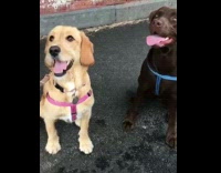 Brown and Black Dog Move Heads Back and Forth