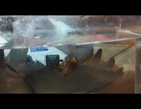 Brown snail stuck on aquarium glass wall 