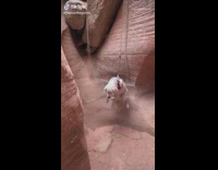 Dog wearing harness gets lowered down canyon 