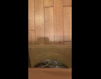 Paws try to catch laser 