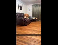Dog falls on floor from couch