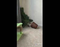Brown cat climbs knocks over green plant 