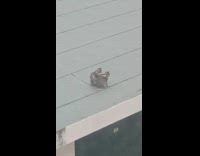 Cat kneading back of another cat on roof