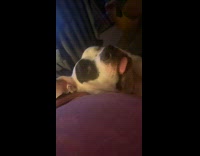 Dog sleeps on bed with tongue out