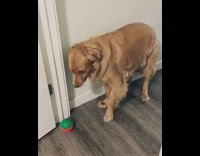 Golden retriever dog shakes butt pink diaper 