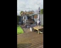 Collab DailyDoseOfInternet - Two cats on window stare at pigeon