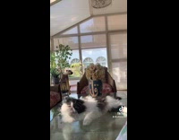 Cat on glass coffee table grooms paw 