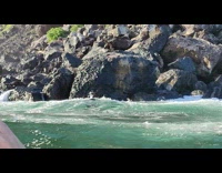 Seals swims and plays around the rocky and wavy shore