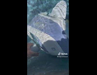 Man Checks Pool Cleaner and Finds Mouse