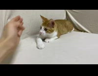 Girl tries to play game with cat