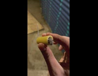 Collab DailyDoseOfInternet - Mice got trapped in a pasta hole