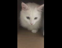 White kitten stares in box 