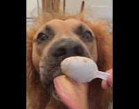 Dog licks peanut butter