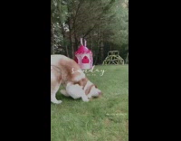 Compilation brown white husky dog rolls grass