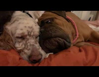 Two dogs lay bed pink collar blanket