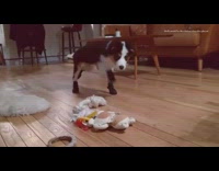 brown dog with snow boots walking funny 