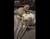 Two kittens digging and scratching at blanket