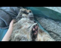 Cat lays back paw up blue blanket