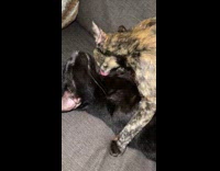 Brown cat licks sleeping cat 