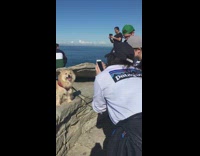 White shirt girl brown dog red harness