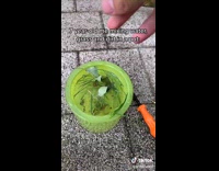 Guy mixes grass and flowers into green cup