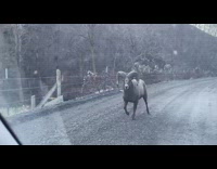 Bighorn sheep on the road passes the car of the filmer