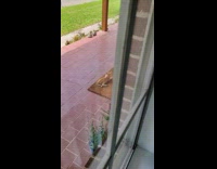 Stray orange cat makes itself at home 