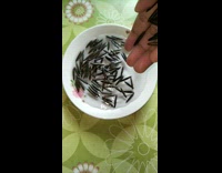 Popping pod seeds plate saucer water pop