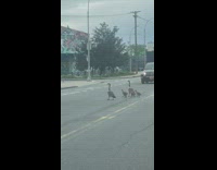 Family of Geese cross street to get to an Exotic Dance club