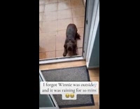 Dog left outside wet from the rain