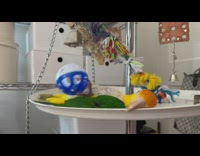 Green orange parrot play with ball toy