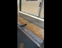 Collab Subway Creatures - Pigeon walk and gets off the train