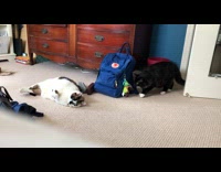 Cat on floor hiss at black cat