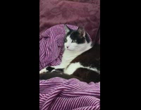 Black white cat bird television striped blanket 