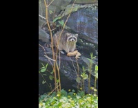 Raccoon outside eats baguette on rocks