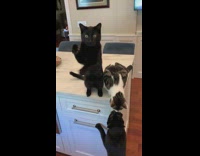 Black cat scratches air claws out kitchen 