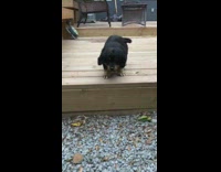 Black brown puppy runs jumps wood deck 