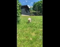 Small dog runs across grass towards owner