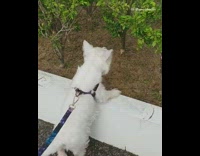 White dog has trouble jumping onto white ledge to use the bathroom