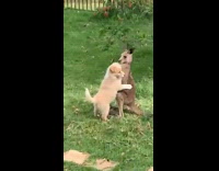 Dog hugs and plays with baby kangaroo
