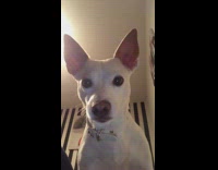 white dog staring directly into phone whimpering 